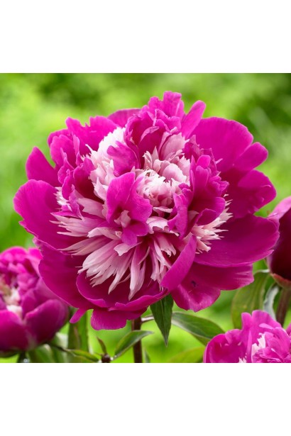 Квітка півонії Селебріті: витончена форма та привабливий аромат.